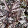Actaea-Pink-Spike