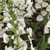 Veronica-gentianoides-Tissington-White