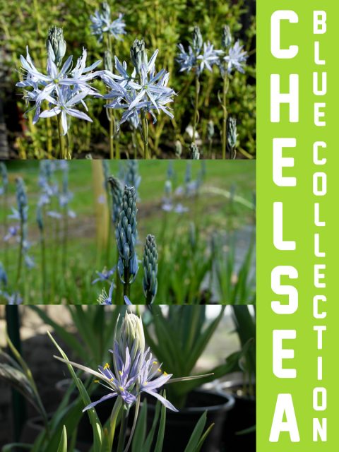 Chelsea Blue Collection