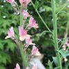 linaria peachy