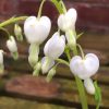 Lamprocapnos spectabilis ‘Alba’ AGM