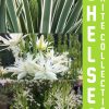 Chelsea White Collection