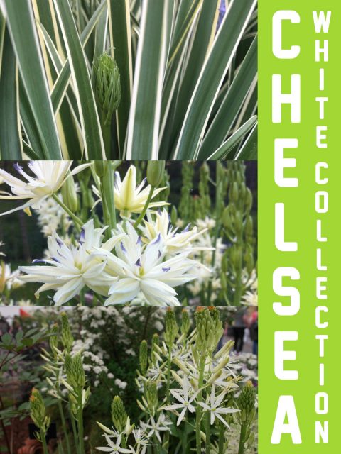 Chelsea White Collection