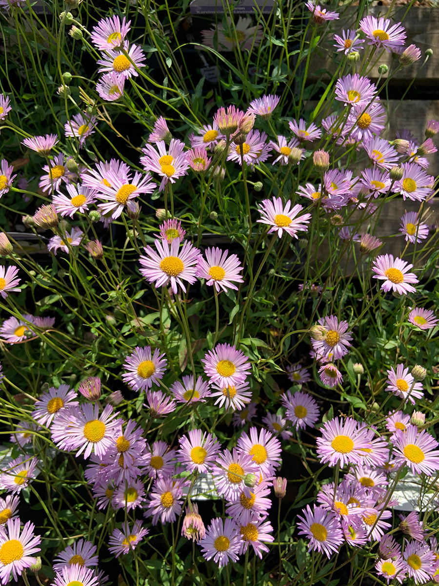 Erigeron karvinskianus ‘Lavender Lady’ Hare Spring Cottage Plants