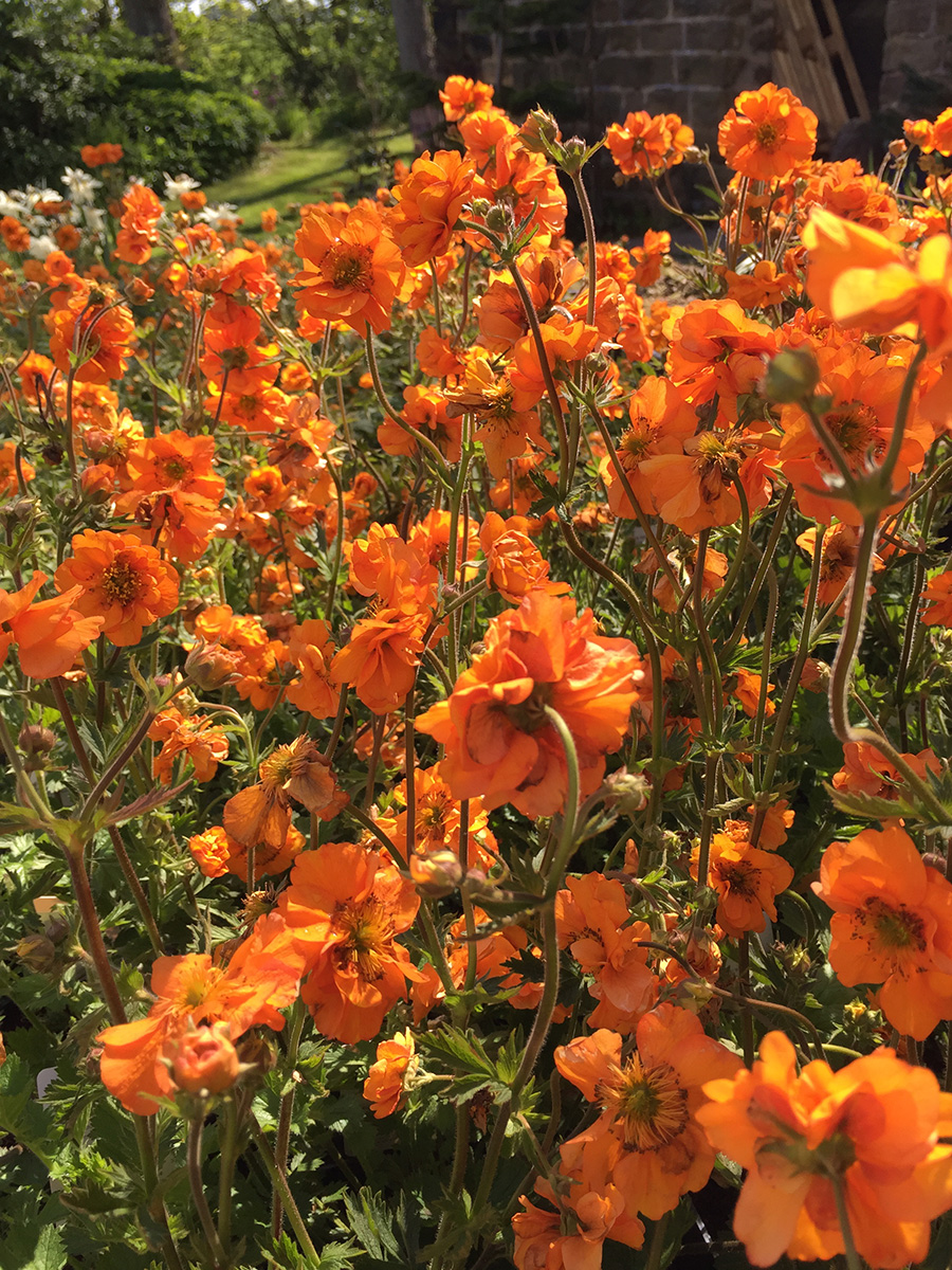 Geum ‘Totally Tangerine’ Hare Spring Cottage Plants