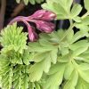 Dicentra ‘Luxuriant’