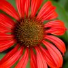 Echinacea ‘Tomato Soup’