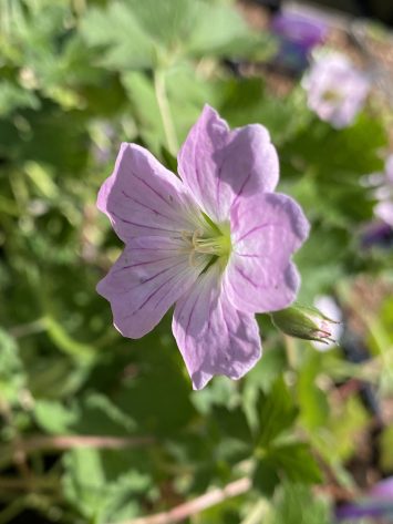 geranium-dreamland