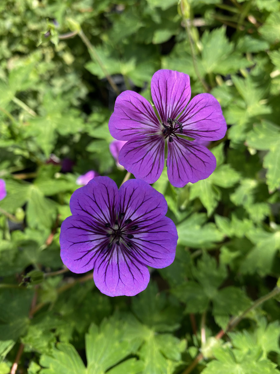 Geranium Mary Anne Hare Spring Cottage Plants